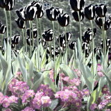 Solarised flowers 2