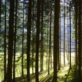 Forest light & shade