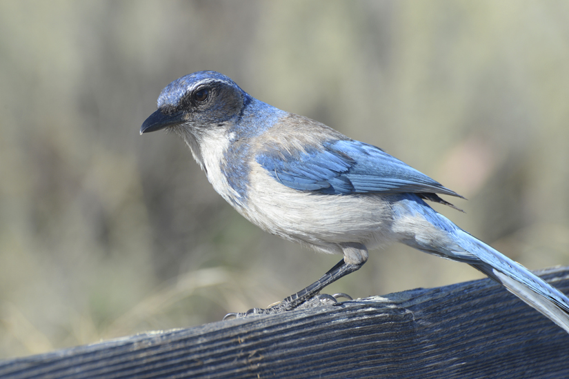 Scrub Jay