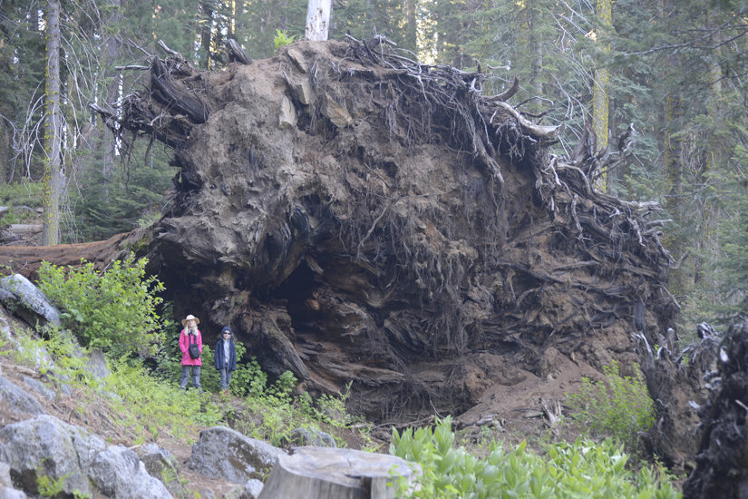 Sequoia