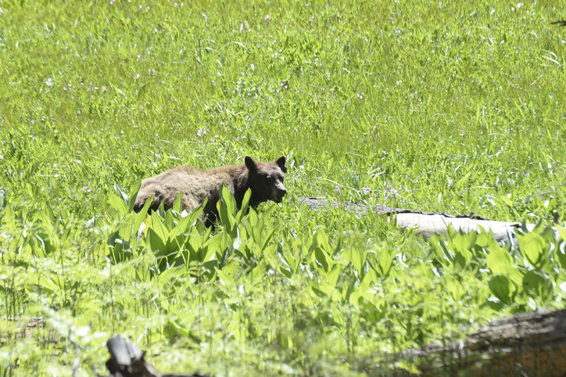 Black Bear