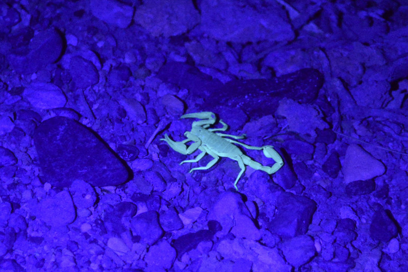 Scorpion