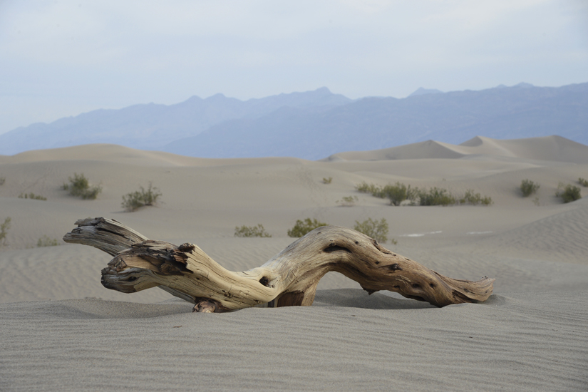 Drift wood?