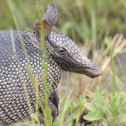 Nine-banded Armadillo