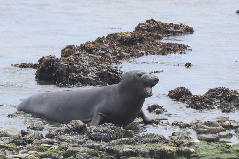Elephant Seal