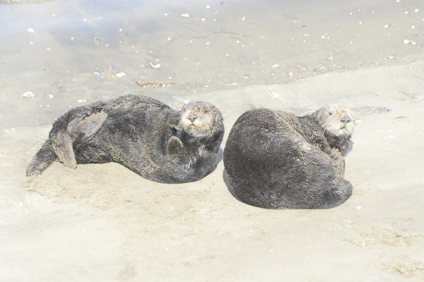 Sea Otters