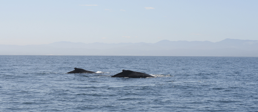 Humpbacks