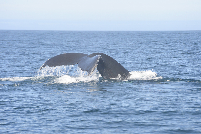 Humpback Tail