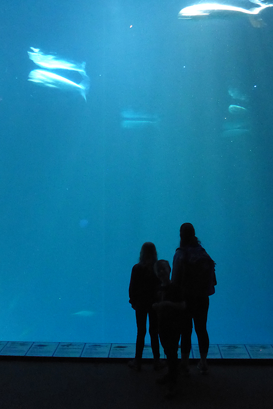 Monterey Bay Aquarium