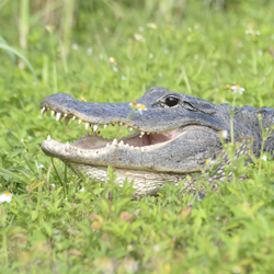 American Alligator
