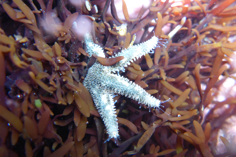 Zach's six-armed starfish