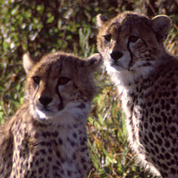 Cheetahs