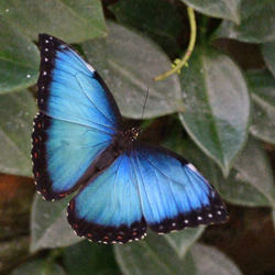 Blue Morpho