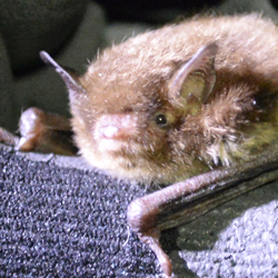 Daubenton's Bat