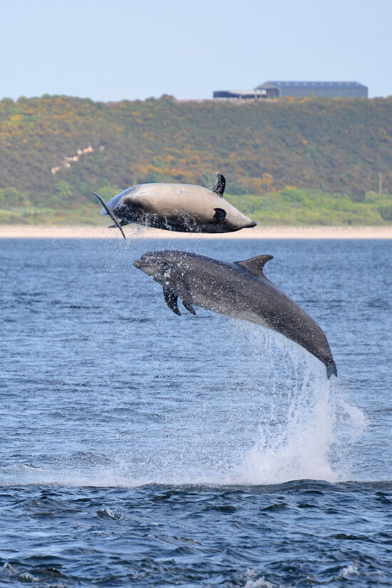 Bottle-nosed Dolphins