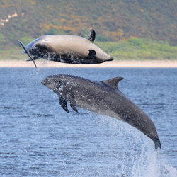 Bottle-nosed Dolphins