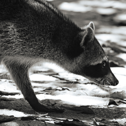 Raccoon