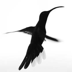 Hummingbird