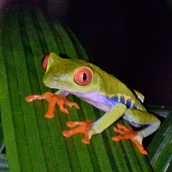 Red-eyed Leaf Frog