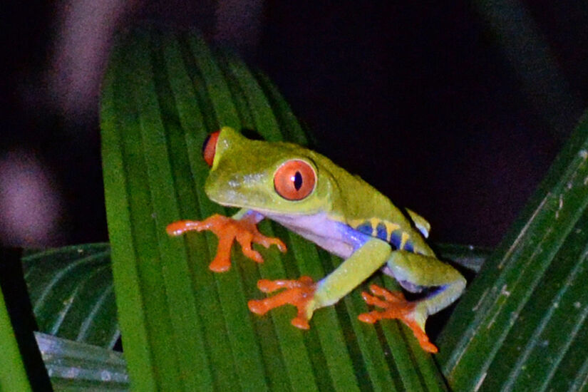 Red-eyed Leaf Frog