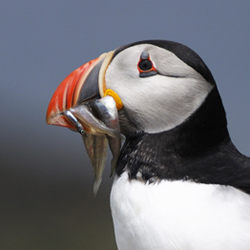 Puffin