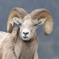 Bighorn Sheep