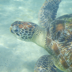 Green Sea Turtle