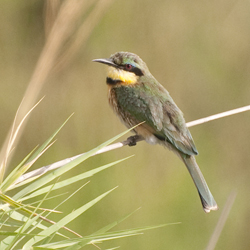 Little Bee-eater