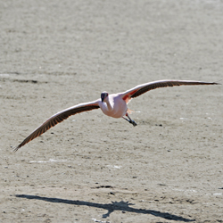 Lesser Flamingo