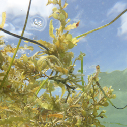 Seaweed from Below
