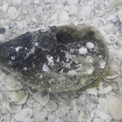 Shells on the seabed