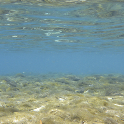Salt Springs, Ocala National Forest, Florida
