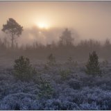 Thursley Common