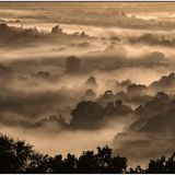 Surrey Hills