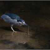 Night Heron