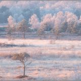 Frosty Thursday