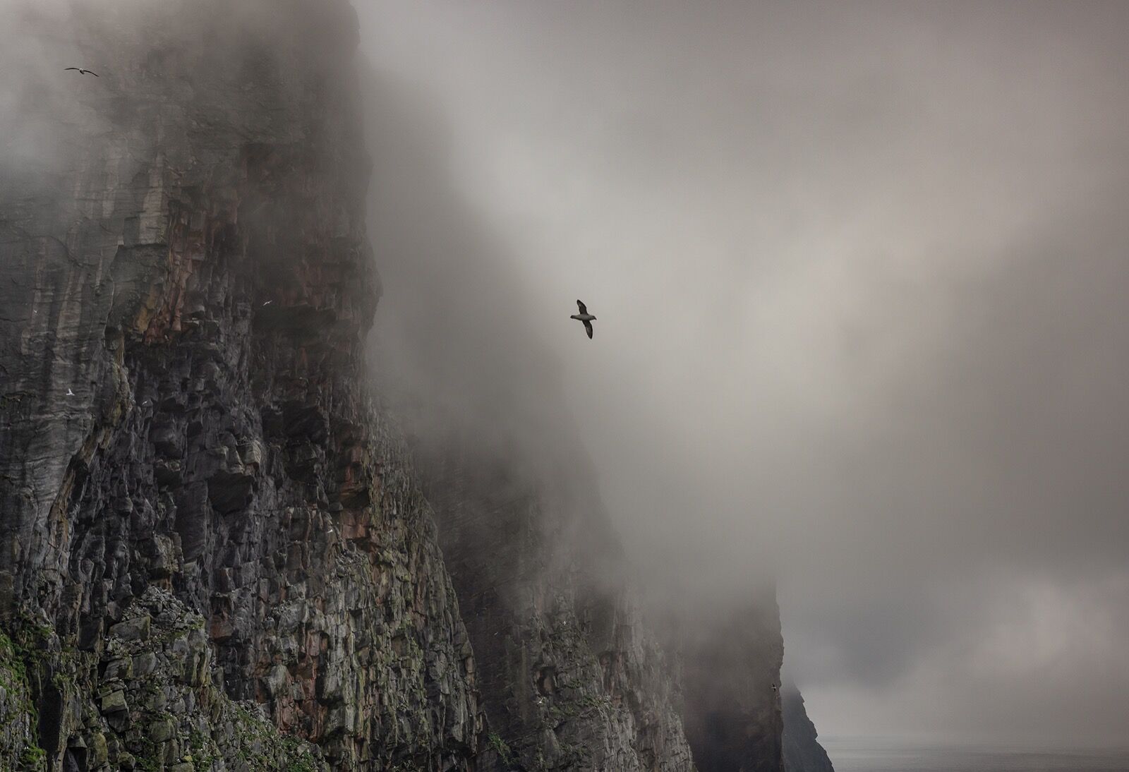 Fulmar, Foula