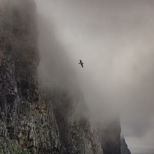Fulmar, Foula