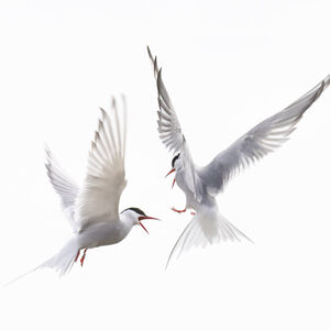 Arctic Terns