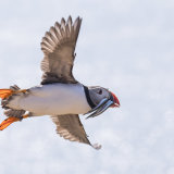 Puffin in flight