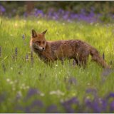 A Brush with a Fox