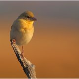 African Weaver