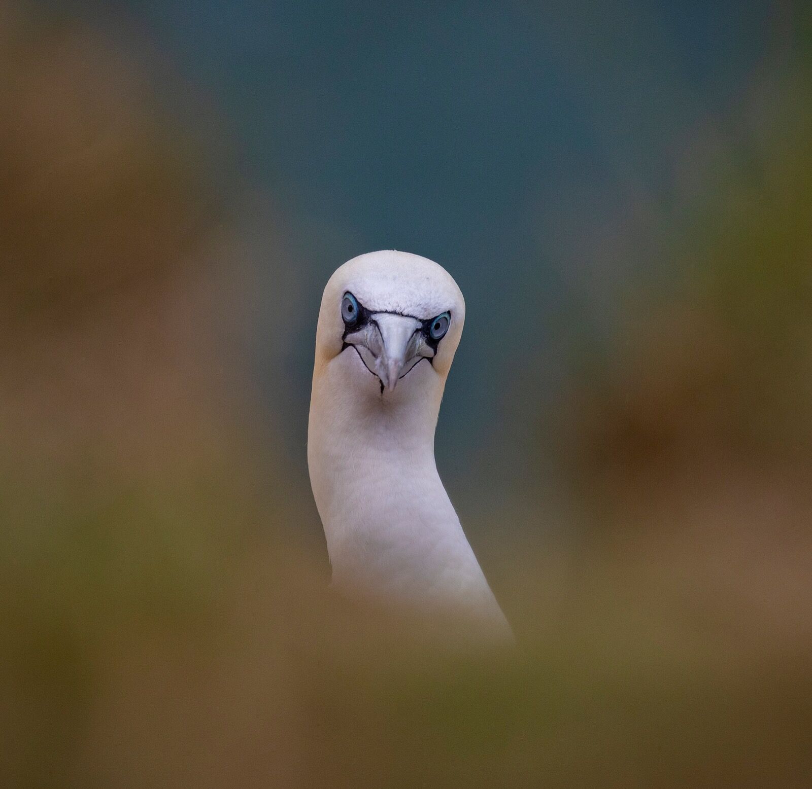 Gannet