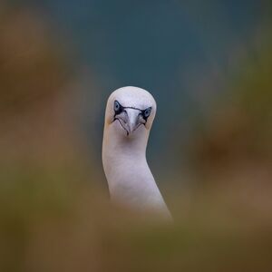 Gannet