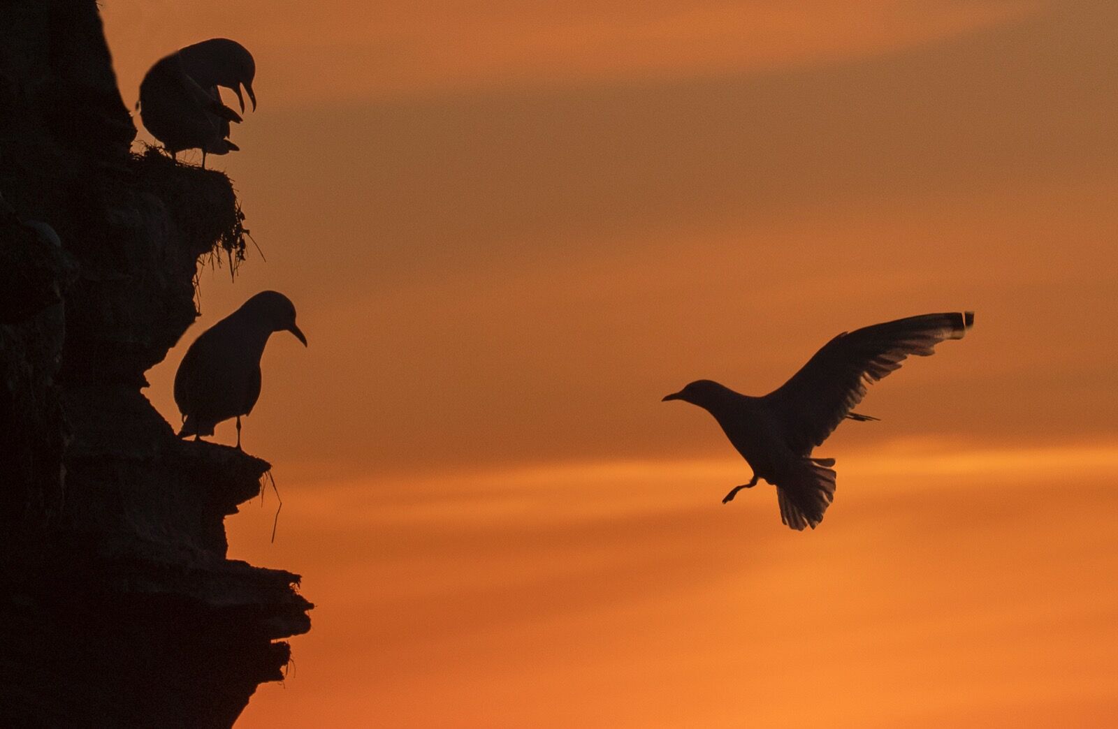 Kittiwakes at sunrise