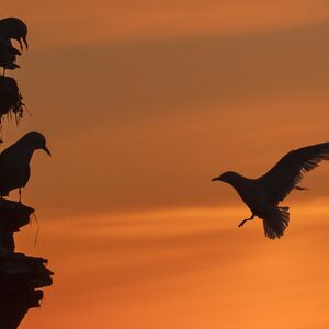 Kittiwakes at sunrise