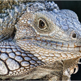 Iguana