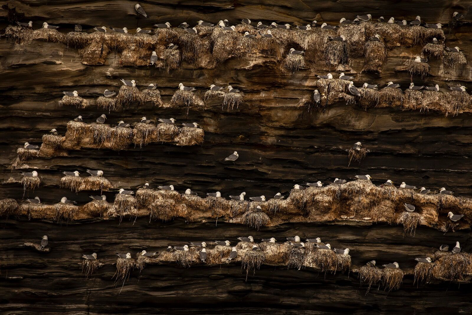 Kittiwake Colony