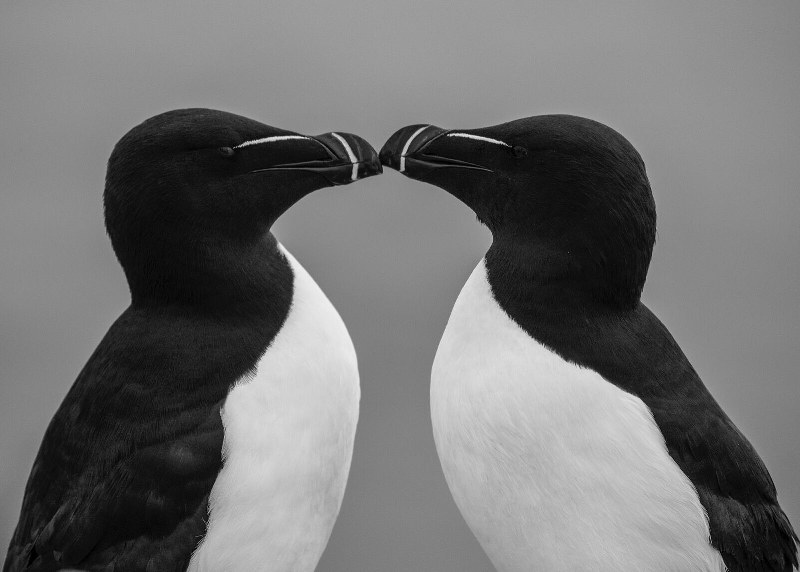 Razorbills