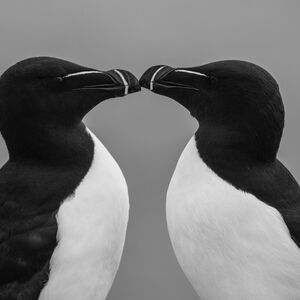 Razorbills